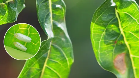 โรคใบด่างมันสำปะหลัง?