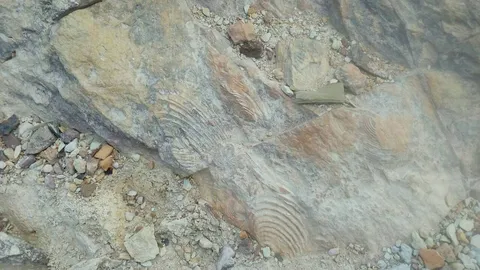 'สตูล' พบฟอสซิลหอยกาบคู่ 350 ล้านปี จ่อดันเป็นที่เที่ยวแห่งใหม่