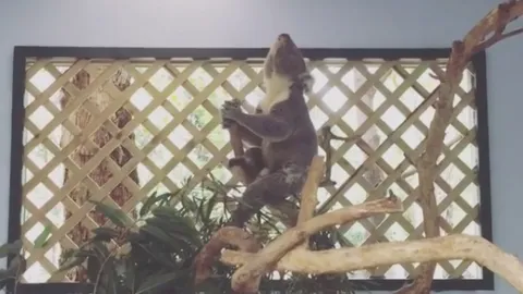 ฟังเสียง 'โคอาล่า' ขี้เหงา ร้องคำรามอย่างกับบิ๊กไบค์สตาร์ทเครื่อง 