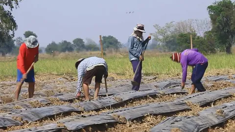 ชาวนาเร่งสูบน้ำก้นคลองเก็บ หันปลูกแตงกวาสู้แล้ง แทนทำนา 