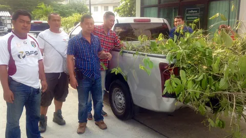 ลอบปลูกพืชกระท่อม ในบ้านย่านวัชรพล แก๊งหนุ่มใหญ่อ้างกินเอง-แบ่งขายบ้าง