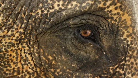 13 มี.ค.วันช้างไทยยังถูกคุกคามทารุณ