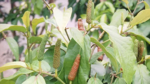 "ดีปลี" กับวิธีแก้โรคภูมิแพ้