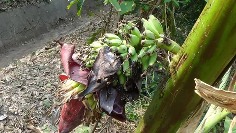 พบกล้วยประหลาด ออกปลีกลางลำต้น ชาวบ้านอ่างทองผูกแพร 3 สี-ขอหวย