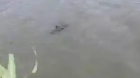 กรมประมงไม่ฟันธง! ชาวเน็ตเตือนเจอจระเข้โผล่คลองย่านสมุทรปราการ (ชมคลิป)