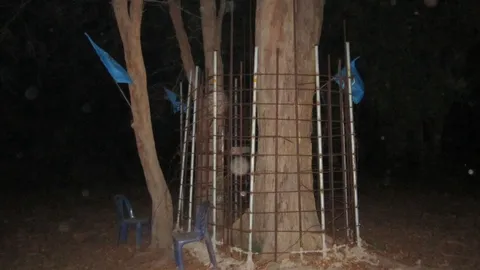 มีค่ายิ่งกว่าทอง ไม้พะยูงยักษ์! ล้อมรั้วเหล็กไว้ ยังบุกปล้น 2 ตายาย