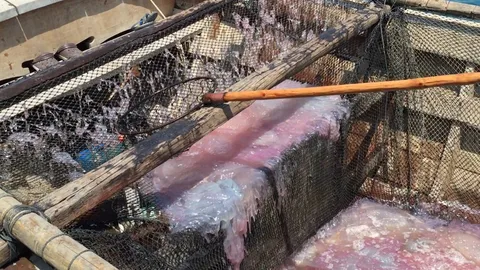 แมงกะพรุนกล่อง ลอยเหนือน้ำทะเลกระบี่ ประมงแห่จับ-ขายรายได้ดี