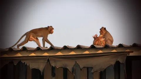 สตูล เร่งแก้ปัญหาลิงทำลายข้าวของในชุมชน จ่อ ปล่อยเกาะไร้คน-คุมประชากร