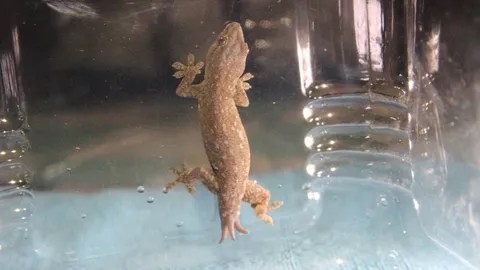 ชาวบ้านปทุมธานี แห่ดูจิ้งจก 3 หาง หวังได้เลขเด็ดมาเสี่ยงดวงวันหวยออก