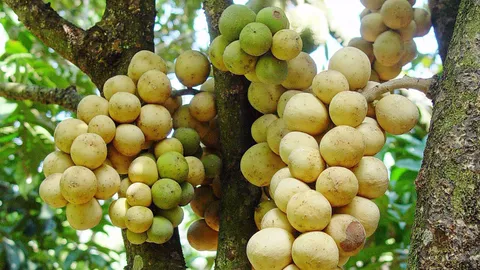 โรคประจำ...ลองกอง