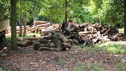 ปปง.อายัดทรัพย์ 'เสี่ยเปียก' เจ้าพ่อพะยูงเถื่อน ซุกไม้ 200 ล้าน