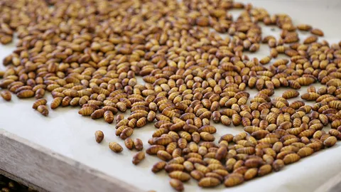 หนอนไหม..อุ้มนกเขา พันธุ์ไทยมีทีเด็ดใช่แค่สอง