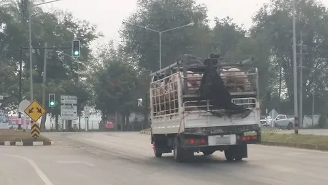 เหม็นขี้หมู! ชาวเชียงแสนโวย รถวิ่งขนลงเรือไปจีน วันละนับร้อยเที่ยว 