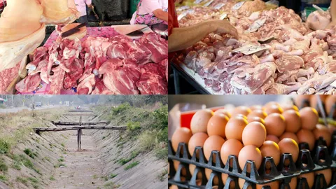 หมู-ไก่-ไข่ยังไม่ขาดแคลน รัฐยันราคาคงเดิม ผลกระทบภัยแล้งพอถูไถ