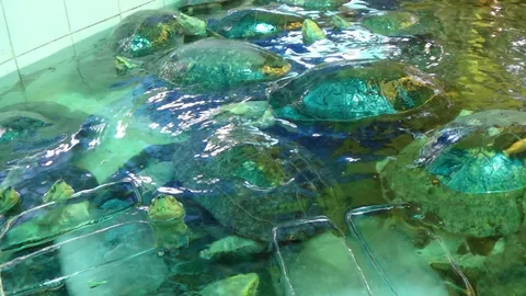 วัดดังอ่างทอง ใช้น้ำแข็งใส่บ่อเต่าเพื่อคลายร้อน