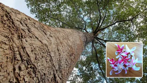 ยางนาขายได้ทุกส่วน วิจัยเมล็ดเพิ่มพลังเพศ