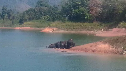 ภาพหาดูยาก ช้างป่าโขลงใหญ่ หนีร้อนลงเล่นน้ำเขื่อนบางลาง ยะลา