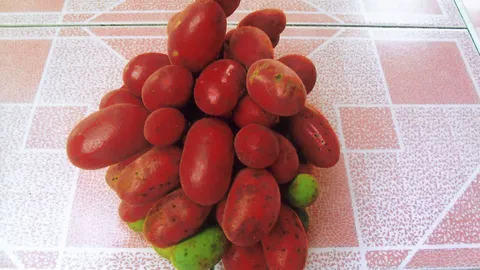 'พีพวนน้อย' ผลอร่อย สรรพคุณดี