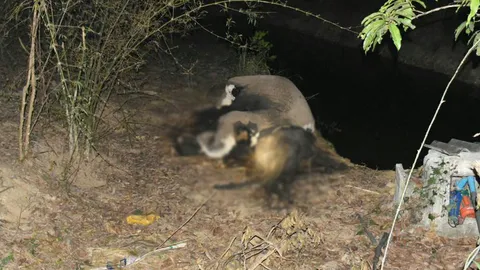 ช้างป่าตายทีเดียว 2 ตัว ล้มข้างสระ! แล้งหนักมาหาน้ำ คาดไฟช็อต  