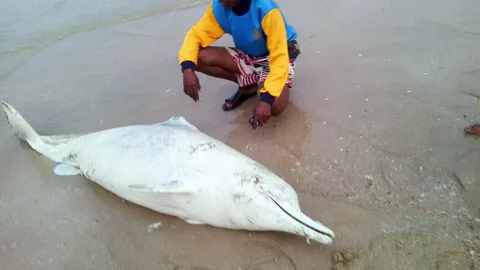 'โลมาสีชมพู' เกยชายหาดตาย จนท.เร่งหาสาเหตุ