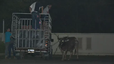 ควายหนีตาย ไล่ขวิดสาวบ.ทัวร์ เลยรวมเงิน4หมื่นไถ่ชีวิต ส่งให้คนจนเลี้ยง