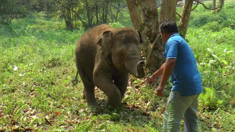 ยึดช้าง-ปรับหนัก!! 3หนุ่มสวมตั๋วเปลี่ยนรูปพรรณช้าง ผิดตาม พ.ร.บ.สัตว์ป่า
