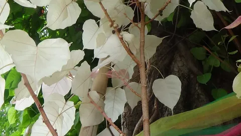 ฮือฮา ต้นโพธิ์เผือก วัดที่อ่างทอง! ออกใบสีขาวนวล แห่เพ่งหาหวย