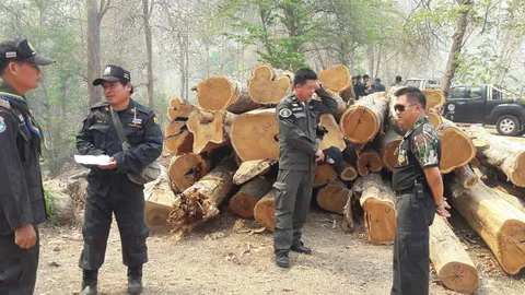 ไม้สักอช.แม่เงานับร้อย ถูกจนท.ไฟฟ้าลอบตัด เหตุเพื่อขยายเสาไฟฟ้าเข้าหมู่บ้าน