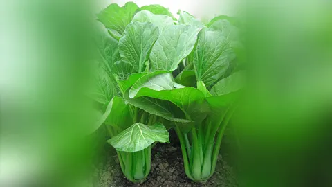 กีฬาสีเลือกข้าง...เกษตรกรพัง