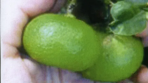 “มะนาวแป้นสุขประเสริฐ” จตุจักรและแหล่งใหญ่มีขาย