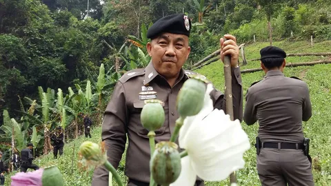 'ศรีวราห์' นำทีมบุกป่าแม่ระมาด ทำลายไร่ฝิ่นมูลค่ากว่า 14 ล้านบาท