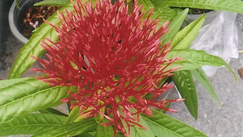 "เข็มออสเตรเลีย" ดอกสวยใบแปลก