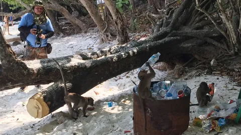 เตือน! นทท.ให้อาหารลิงในพื้นที่ 'มังกี้บีช' ทำพฤติกรรมเปลี่ยน