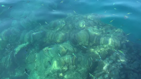  'ปะการังกระบี่' สีเริ่มซีด คาด ฟอกขาวตาย จนท.เร่งหามาตรการรับมือ