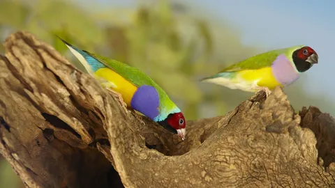 นกตรวจรู้เป็นโรคอัมพาตแบบสั่น