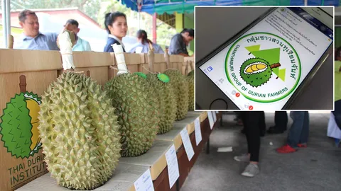 อยากกินไหม ทุเรียนไทยระดับพรีเมียม! ชาวสวนจันท์เปิดเพจขายตรง 