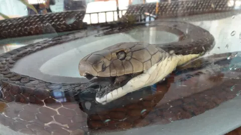 งูตายกลายเป็นเลขเด็ด! จงอางยักษ์สู้กับคน สุดฮือฮาที่วารินชำราบ