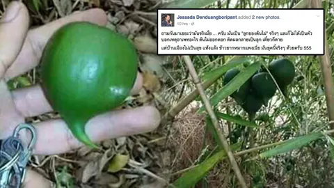 อย่าตกใจ! อ.เจษฎา ชี้ต้นไผ่ออกลูกเป็นเรื่องปกติ อย่าเชื่อแบบผิดๆ