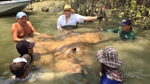 จี้ 'กรมประมง' ควบคุมประมงพื้นบ้านล่า 'ปลากระเบนแม่กลอง'