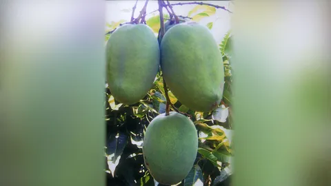 “มะม่วงทุเรียน” กับที่มาชื่อมีต้นขาย