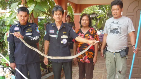 ระวังกันด้วย! งูสิงห์หนีร้อน หลบเลื้อยขึ้นชั้น 2 ซุกใต้เตียงนอนบ้านคน