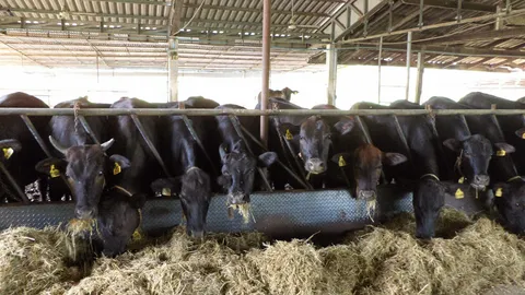 ปศุสัตว์พัทลุง เจรจาพ่อค้าคนกลางห้ามกดราคา เกษตรกรเลี้ยงโค