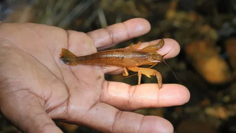พบกุ้งภูเขาตั๊กแตน เตรียมพื้นที่อนุรักษ์