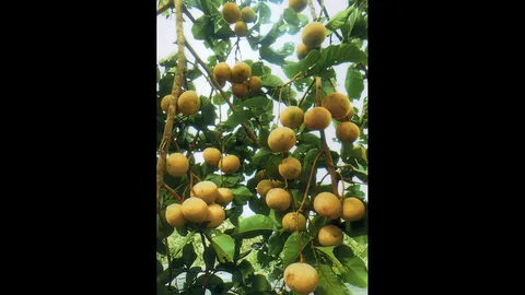 “กระท้อนผอบทอง” ดกเนื้ออร่อยขายคุ้ม