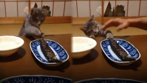 เหมียวหิว! ไฝว้กับทาสแมว หวังเคลมปลาย่างของโปรด