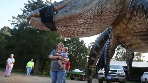 ช็อก! นักล่ามือโปรมะกันปราบจระเข้ยักษ์ หนักเกือบ 400 กก.ยิงร่วงคาสระ