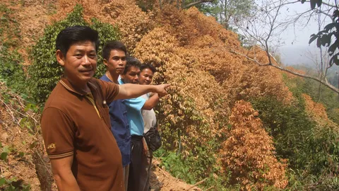 สุโขทัยแล้งจัด! ขาดน้ำรดพืชผล ใกล้ตายกว่าพันไร่ วอนขอฝนเทียม