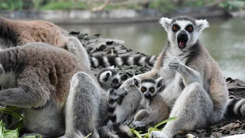 สวนสัตว์เขาเขียว ต้อนรับสมาชิกใหม่ 'ลูกลีเมอร์หางแหวน' จากแอฟริกา 