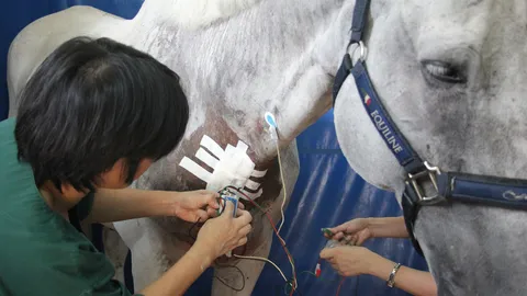 คณะสัตวแพทย์ มก.ทำสำเร็จ ผ่าตัดหัวใจม้าครั้งแรกในเอเชีย