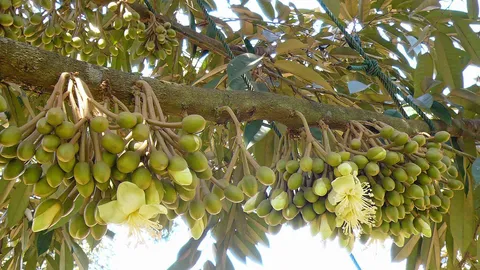 เพลี้ยไก่แจ้ทุเรียนระบาดภาคใต้